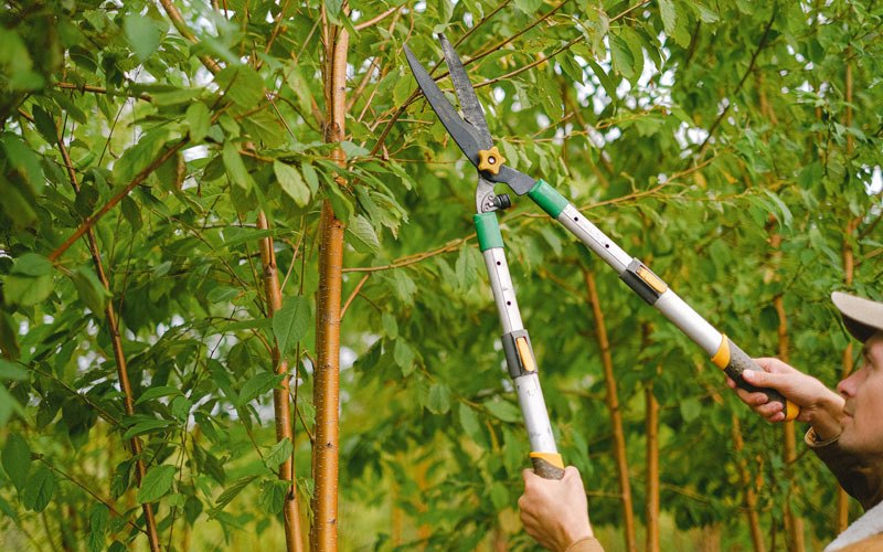 Tree trimming in Nulato, AK