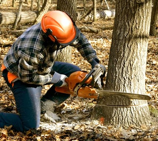 Tree Removal in Nulato, AK